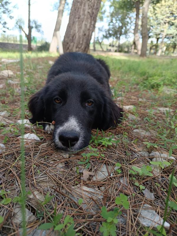 Ingrid Cucciola Mix Border 5 Mesi